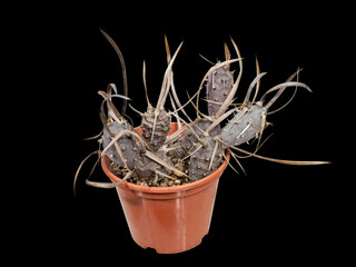 Cactus. Tephrocactus Articulatus Papyracanthus (2001) (Latin Name), The Birthplace of South America, Ten Years Old. Can Serve as A Decoration for Any Collection. Cut On Black Background