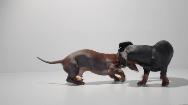 Dogs run to each other from different side of the frame and start enjoy the game. Chocolate brown and black dachshunds young dogs. Studio white background high quality video.
