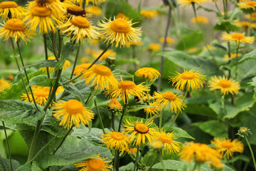 Yellow oxeye daisies in flower