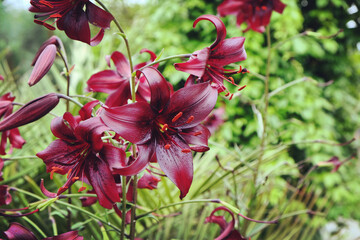 Asiatic Hybrid Lily 'night flyer' in flower