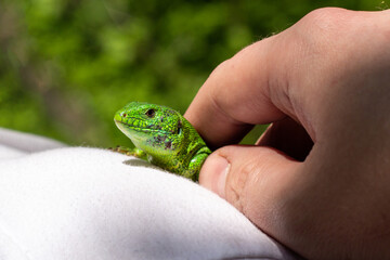 One green lizard on a white T-shirt outdoor