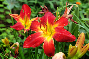 Daylily, 'All American Chief' in flower