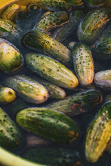 zucchini on the market