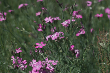 Nature floral background. Carnation herb. Small pink wildflowers. Lilac cute flowers on a green grass background.