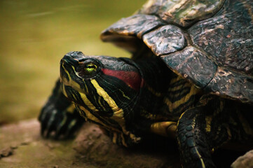 Żółw w bydgoskim zoo. - obrazy, fototapety, plakaty