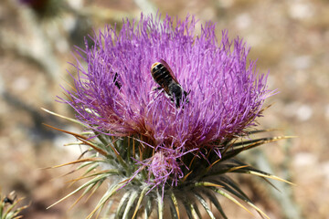 Bee and ant on milk thistle