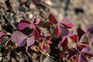 Hare cabbage leaves, close-up