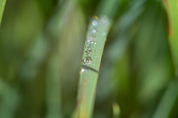 drops on a sheet of close-up