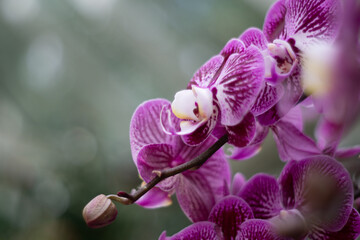 violet orchid flowers in garden as background