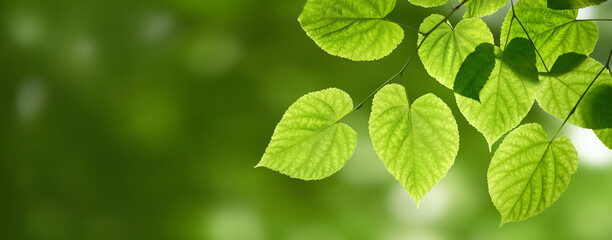 Fototapeta na wymiar Fresh spring, summer green foliage of tree leaves and a springtime bokeh banner background.
