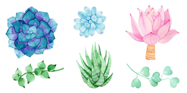 Set of watercolor floral elements of multicolored succulents isolated on a white background. For wedding design, logo, greeting cards, sublimation and other ideas.