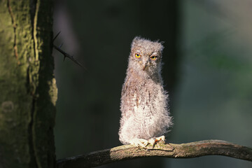 Eurasian scops owl chicks are photographed individually and together. Birds sit on a dry branch of...