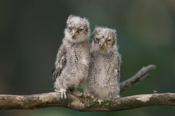 Eurasian scops owl chicks are photographed individually and together. Birds sit on a dry branch of...