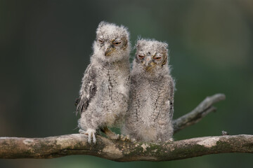 Eurasian scops owl chicks are photographed individually and together. Birds sit on a dry branch of a tree against a blurred background in the rays of the soft evening sun.