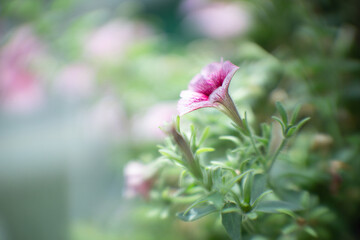 Petunia flowers in garden as background