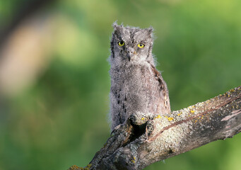 Eurasian scops owl chicks are photographed individually and together. Birds sit on a dry branch of a tree against a blurred background in the rays of the soft evening sun.