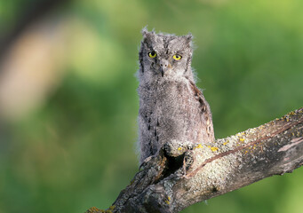 Eurasian scops owl chicks are photographed individually and together. Birds sit on a dry branch of...