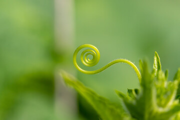 curled mustache of a snail plant