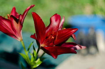 Maroon lilies in the garden closeup.