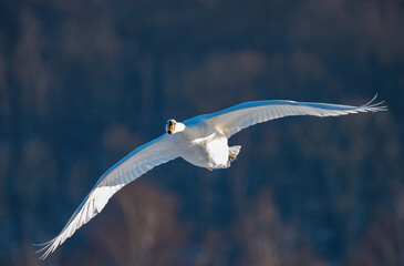 fliegende Schwäne fliegender Schwan Höckerschwan