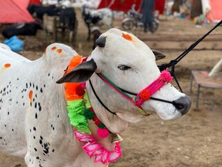 White bull tied with rope