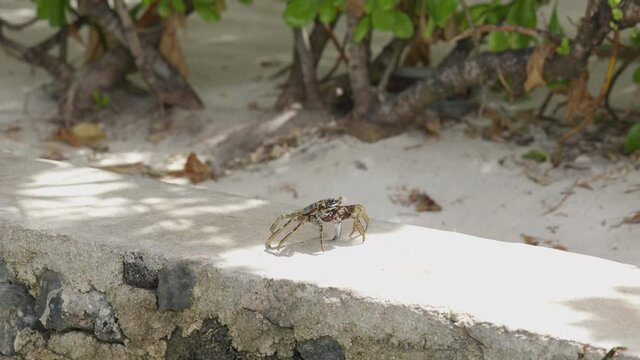 A stone crab crawling on stones near the sea in Maldives Islands.