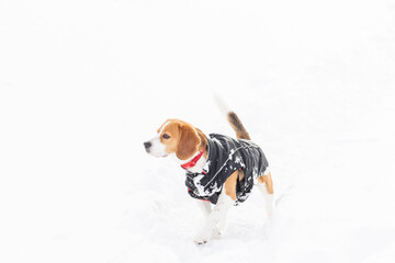 Young tricolour Beagle dog enjoying a walk in the snow, wearing a black coat for the cold.