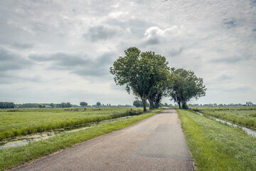 Fototapeta na wymiar Long polder road with trees near the village of Ottoland, municipality of Molenlanden, Alblasserwaard, province of South Holland. The photo was taken on a cloudy day at the beginning of summer.