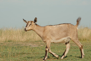 Goats in nature. A brown horned goat head on blurry natural background. Herd of goats and flock of sheep in the Ryazan field