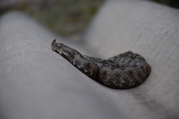 close up of a snake