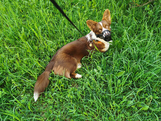 A brown and white Welsh corgi cardigan lies on the grass on a leash and in a muzzle on a warm summer day.