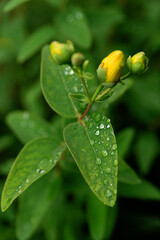 Fototapeta na wymiar Hypericum yellow flower after rain