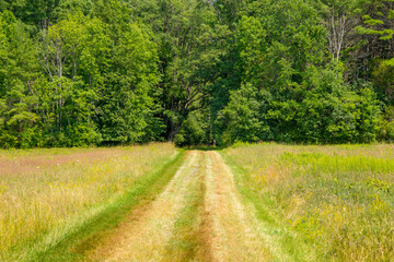 Fototapeta na wymiar Summer scene with a path that leads to the forest