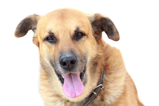 Retrato de un perro de raza pastor alemán con la lengua fuera