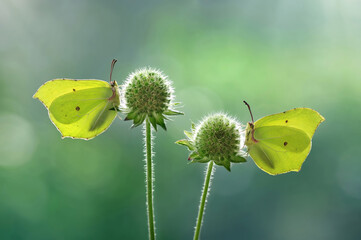 Żółte motyle Gonepteryx rhamni