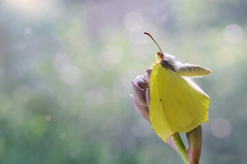 Motyl Gonepteryx rhamni © Iwona