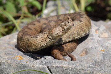 snake in the grass