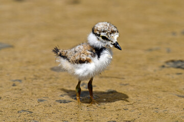 Little ringed plover (Charadrius dubius) - chick // Flussregenpfeifer - Küken