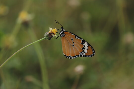 butterfly on a flower
