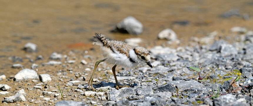 Little ringed plover (Charadrius dubius) - chick // Flussregenpfeifer - K&uuml;ken
