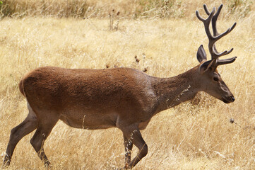 Ciervo en el parque nacional de Monfragüe