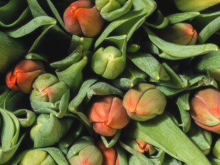 top view of a bouquet of tulips, tulips are red and yellow, buds are closed