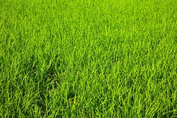 Obraz premium 田んぼの緑