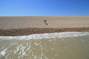 Fototapeta na wymiar Greyhound dog on pebble beach from ocean