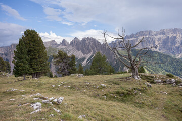 old died pine tree over an alpine pasture in Dolomites
