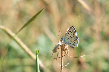 Lycaenidae / İsli Bakır / / Lycaena tityrus