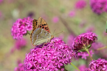 Nymphalidae / Bahadır / / Argynnis pandora