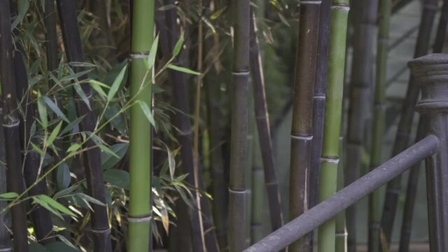Kyrielle de bambous filmée fluidement avec un trépied 