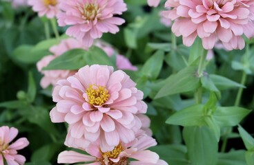 Obraz premium Close Up Beautiful Fresh Pink Chrysanthemum Flowers