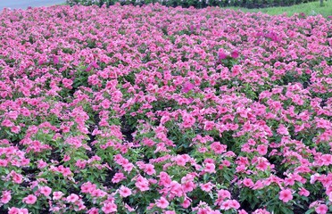 Purple Madagascar Periwinkle on Catharanthus Roseus in The Garden